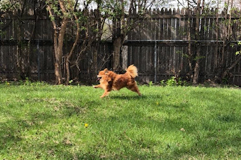 pomeranian dog running on grass
